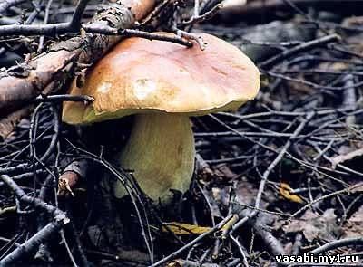 белый гриб березовый